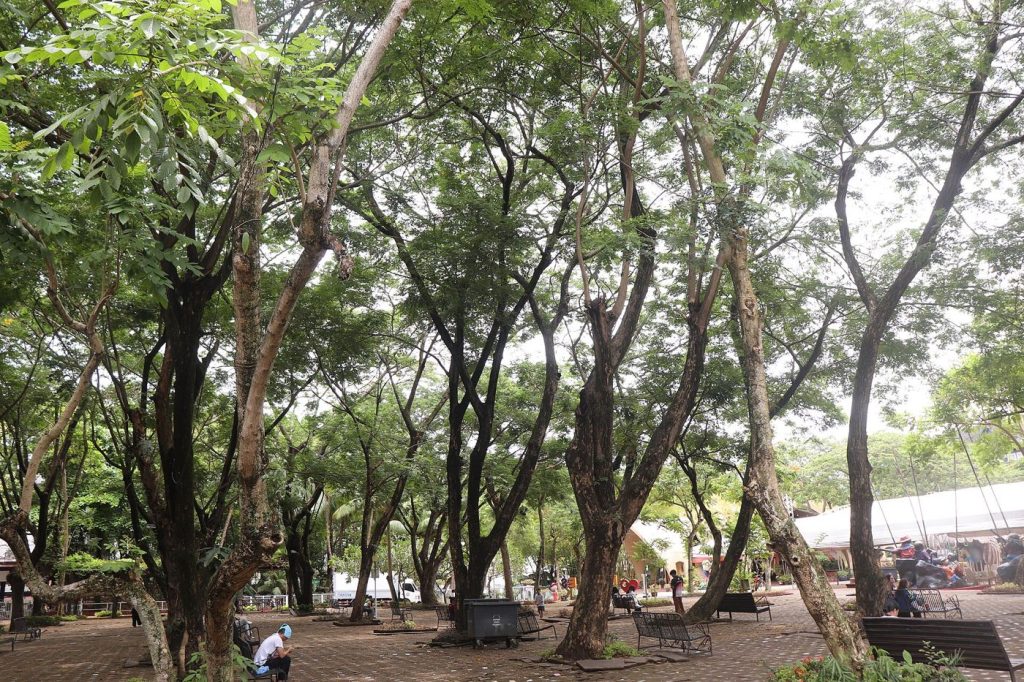 People rest in the shade of trees during a hot summer day in the city.