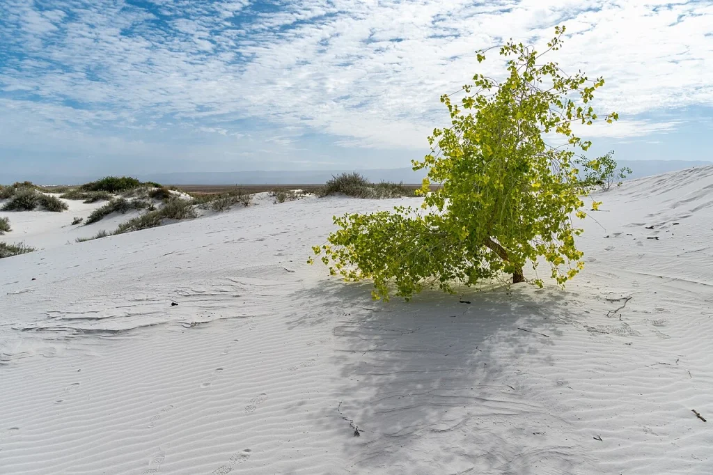 Rippled gypsum dunes at White Sands, formed as the ancient lake dried and the climate changed.